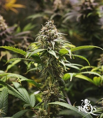 Chocolate Haze Chocolate Haze