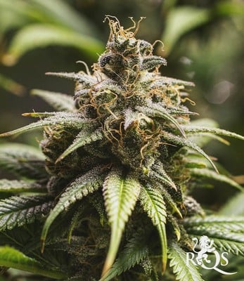 Chocolate Haze Chocolate Haze