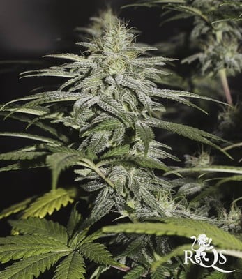 Chocolate Haze Chocolate Haze