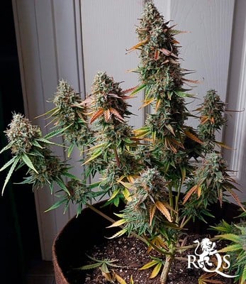 Milky Way F1 Milky Way F1